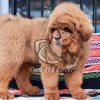 Brown Tibetan Mastiff Puppy - Dav Pet Lovers