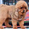 Tibetan Mastiff Puppy - Dav Pet Lovers