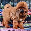 Tibetan Mastiff for Sale - Dav Pet Lovers