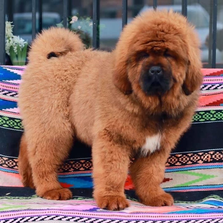 Tibetan Mastiff for Sale - Dav Pet Lovers