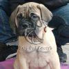Bullmastiff Puppy Sale in Delhi - Dav Pet Lovers