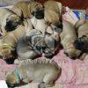 Bullmastiff Puppies on Sale in Dwarka, Dav Pet Lovers, bullmastiff puppies