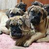 Bullmastiff Puppies on Sale - Dav Pet Lovers
