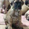 Bullmastiff Puppy for Sale in Delhi Ncr - Dav Pet Lovers
