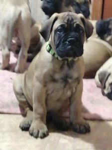 Bullmastiff Puppy for Sale in Delhi Ncr - Dav Pet Lovers