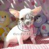 Chihuahua Puppy for Sale - Dav Pet Lovers