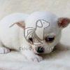 Chihuahua Puppy - Dav Pet Lovers