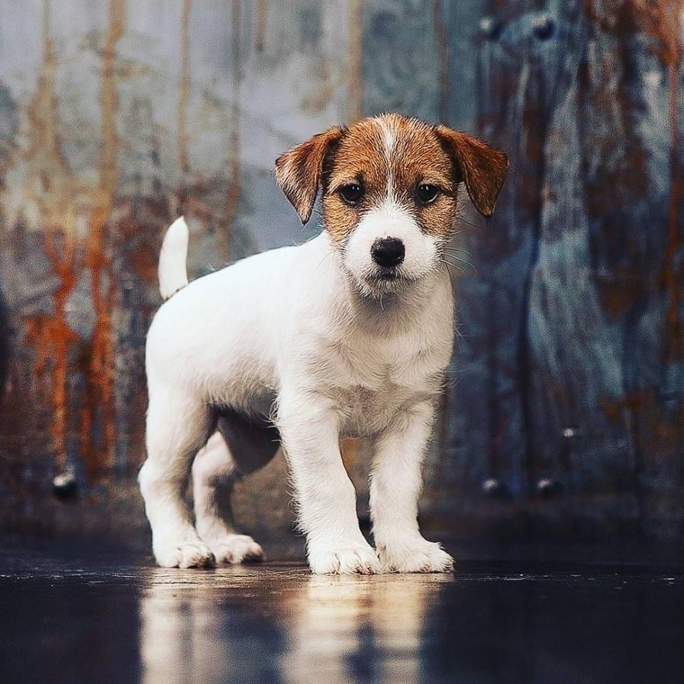 Jack Russell Terrier Puppy Sale In Delhi Ncr - Dav Pet Lovers