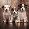 Jack Russell Terrier Puppies Sale - Dav Pet Lovers