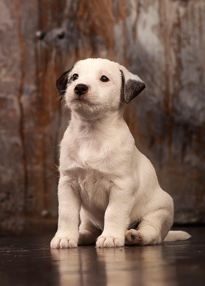Best Jack Russell Terrier Puppies on Sale- Dav Pet Lovers