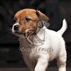 Best Jack Russell Terrier Puppies in Delhi - Dav Pet Lovers
