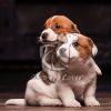 Jack Russell Terrier Puppies for Sale - Dav Pet Lovers