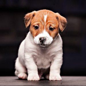 Jack Russell Terrier - Dav Pet Lovers