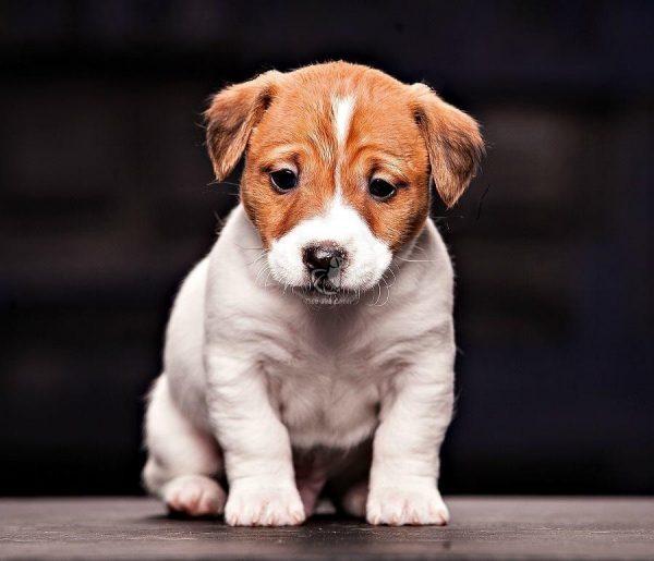 Jack Russell Terrier - Dav Pet Lovers
