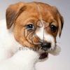 Jack Russell Terrier Puppy - Dav Pet Lovers