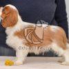 Cavalier King Charles Spaniel Puppies for Sale - Dav Pet Lovers, cavalier king charles spaniel puppy