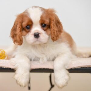 Cavalier King Charles Spaniel - Dav Pet Lovers