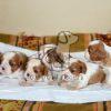 Cavalier King Charles Spaniel Puppies on Sale