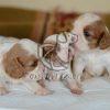 Cavalier King Charles Spaniel Puppies - Dav Pet Lovers