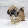 Lhasa Apso Puppies for Sale in Delhi Ncr - Dav Pet Lovers