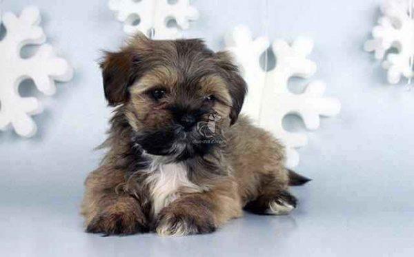 lhasa apso puppies for sale