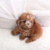 Poodle Puppy for Sale In Delhi Ncr - Dav Pet Lovers