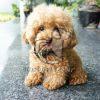 Poodle Puppy - Dav Pet Lovers