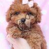 Poodle Puppy at Best Price - Dav Pet Lovers
