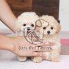 Cute Poodle Puppies Pair - Dav Pet Lovers