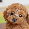Poodle Puppy for Sale - Dav Pet Lovers