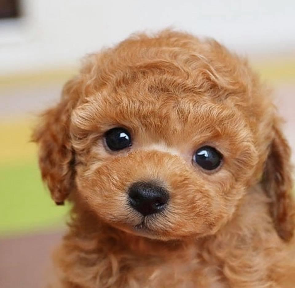 Poodle Puppy for Sale - Dav Pet Lovers