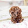 Brown Poodle Puppy Sale - Dav Pet Lovers
