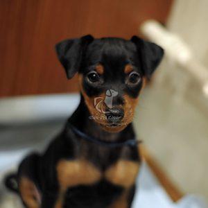 Miniature Pinscher Puppy for Sale