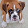 Boxer Puppy, boxer puppies, boxer puppy for sale, boxer dog, davpetlovers