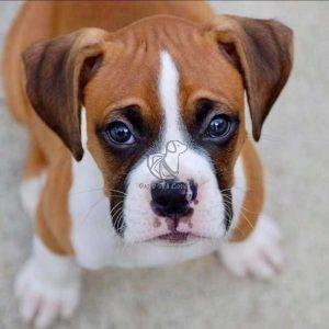 Boxer Puppy, boxer puppies, boxer puppy for sale, boxer dog, davpetlovers