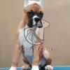 Boxer Puppy for Sale in Dwarka - Dav Pet Lovers