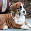 Boxer Puppy for Sale - Dav Pet Lovers
