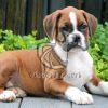 Boxer Puppy on Sale - Dav Pet Lovers