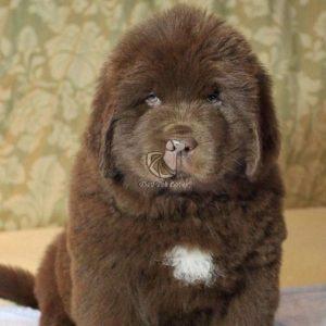 Newfoundland Puppies for Sale in Delhi Ncr-Dav Pet Lovers