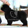 Newboundland Puppy on Sale - Dav Pet Lovers