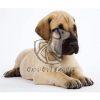 Great Dane Puppies for Sale - Dav Pet Lovers