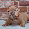 American Bully Puppy Sale in Dwarka - Dav Pet Lovers