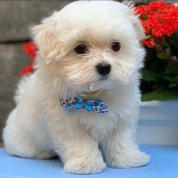 Maltese Puppies for Sale in Mumbai, Pune and Ahmedabad | Dav Pet Lovers