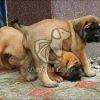 English Mastiff Puppies at Best Price - Dav Pet Lovers