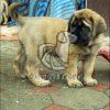 English Mastiff Puppy on Sale - Dav Pet Lovers