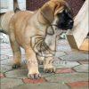 English Mastiff on Sale - Dav Pet Lovers