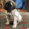 English Mastiff Puppy for Sale