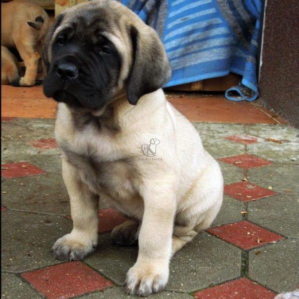 Long haired english store mastiff for sale