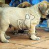 English Mastiff for Sale in Dwarka, Dav Pet Lovers, english mastiff puppy, english mastiff puppies, english mastiff puppy for sale