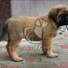 English Mastiff Pure Breed Puppy for Sale - Dav Pet Lovers